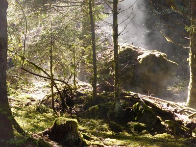 Early morning in Revel Forest