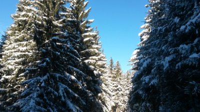 The forest in winter