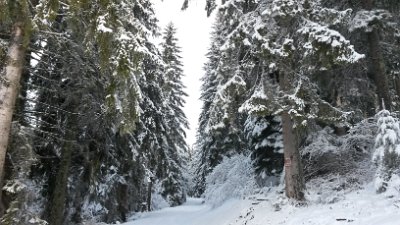 Track to the chalet