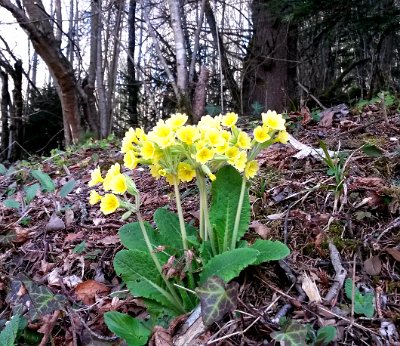 Wild  cowslips