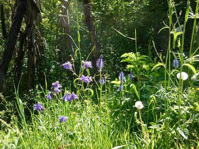 Wild fowers