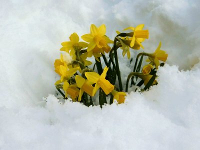 Daffodils in the late snow