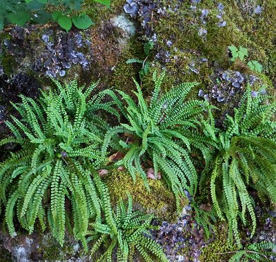 Ferns in the forest