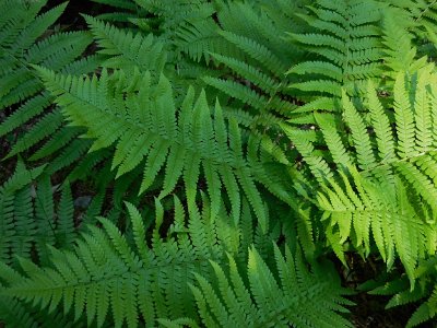 More ferns in the forset