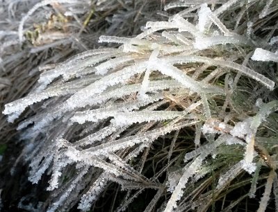 Froasted Blades of Grass