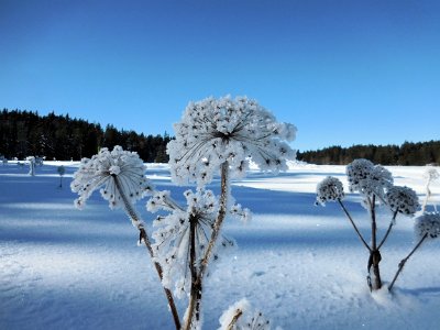 Fraoasted seed-heads in the Belledonne mountains