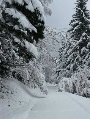 The track into the mountains