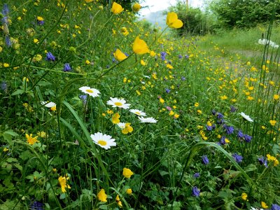 Wild Flower beside the track