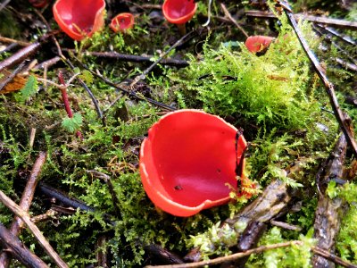 Vers odd cup-shaped mushrooms in the forest