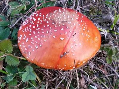 Red mushroom