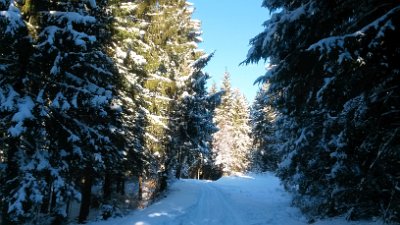 Track through the forest