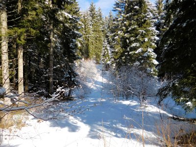 A track in the forest