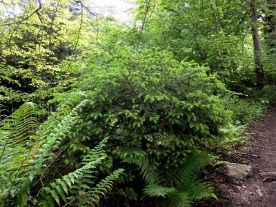 Young pine in the forest