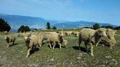 Sheep and goats high in the belledonne mountains