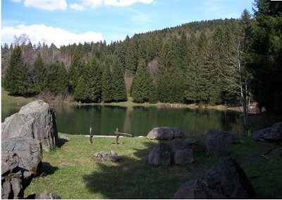 The Lake and Revel forest in summer