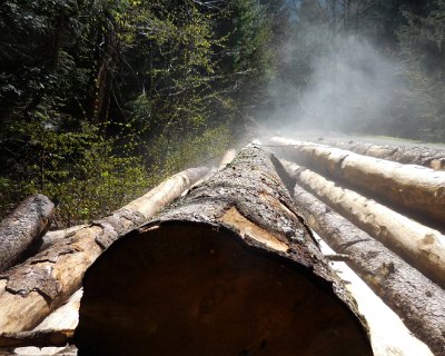 Steaming trunks in the early sun.