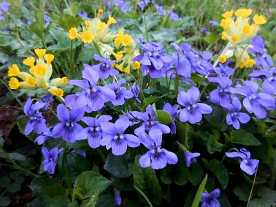 Violets and cowslips by the track