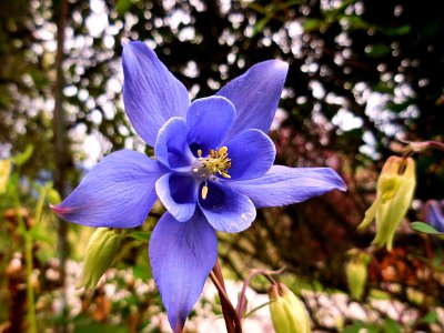 Alpine Columbine beside the forest track.