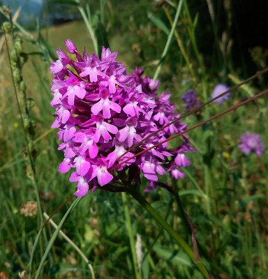 Wild Orchids at Fréydières