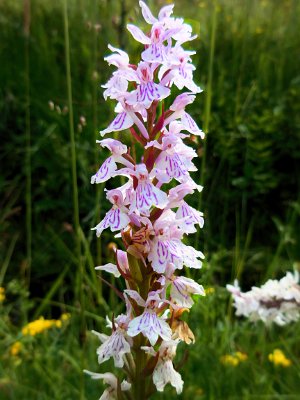 Wild Orchids in the Revel Forest