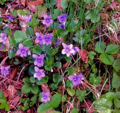 Wild violets in the forest