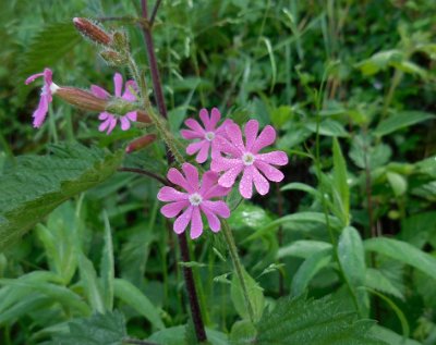 Wild flowers at Fréydières