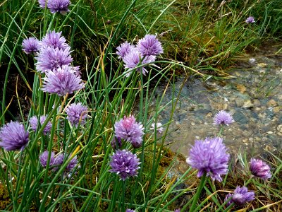 Wild flowers by the stream 