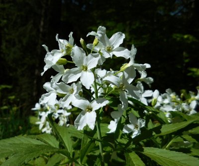 Wild flowers