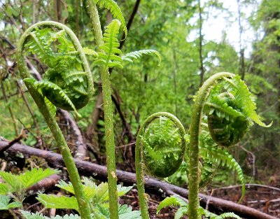 Young Ferns by the lake