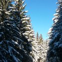 The forest in winter