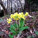 Wild  cowslips