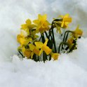 Daffodils in the late snow