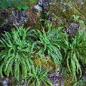 Ferns in the forest