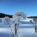 Fraoasted seed-heads in the Belledonne mountains