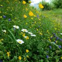 Wild Flower beside the track