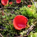 Vers odd cup-shaped mushrooms in the forest