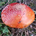 Red mushroom