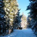 Track through the forest