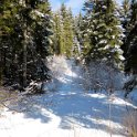 A track in the forest