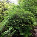 Young pine in the forest