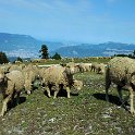 Sheep and goats high in the belledonne mountains