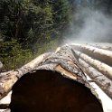 Steaming trunks in the early sun.