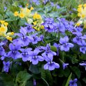 Violets and cowslips by the track