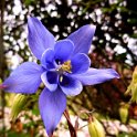 Alpine Columbine beside the forest track.