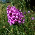 Wild Orchids at Fréydières