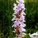 Wild Orchids in the Revel Forest