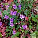 Wild violets in the forest