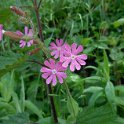 Wild flowers at Fréydières