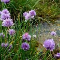 Wild flowers by the stream 