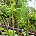 Young Ferns by the lake